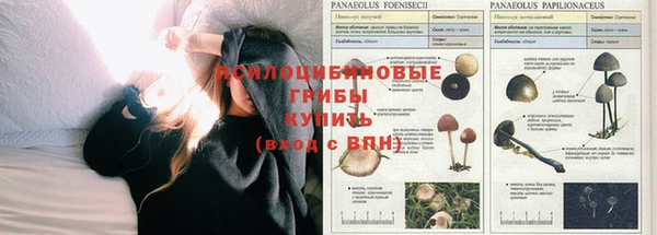 ПСИЛОЦИБИНОВЫЕ ГРИБЫ Армянск